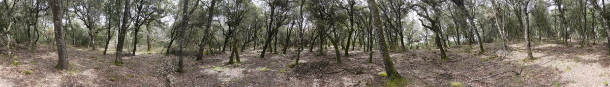 360º panoramika gailurrean