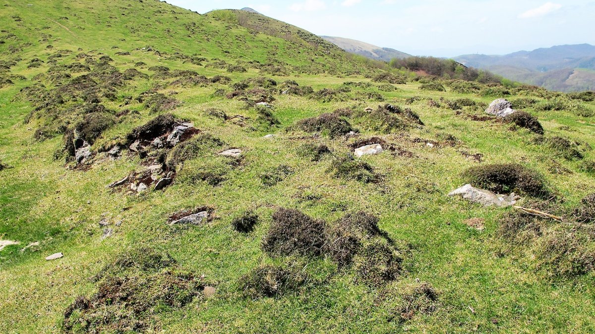Katillegiko Lepoa trikuharria, Berroeta-Baztan