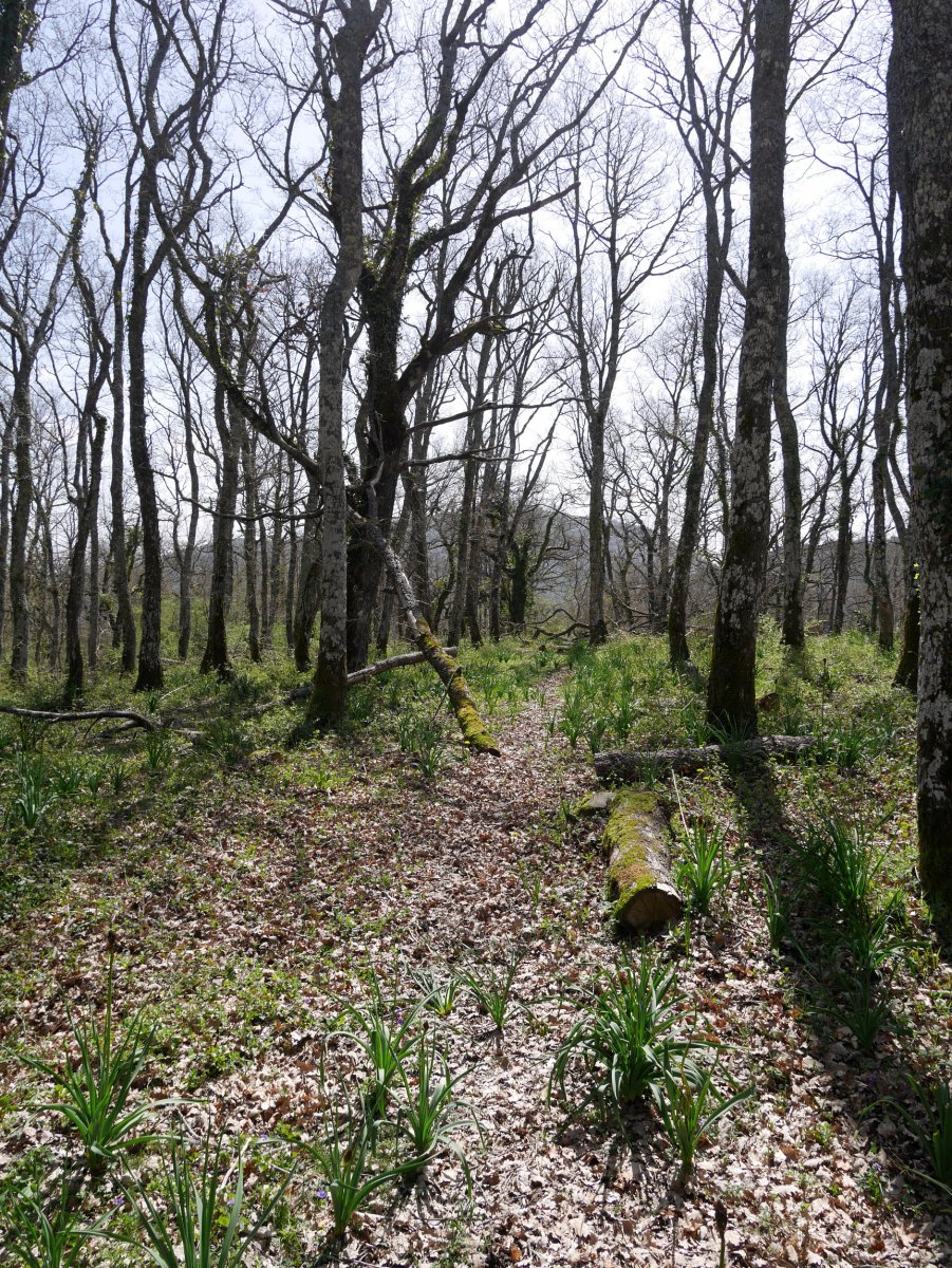 Lezeadenea gaineko xenda