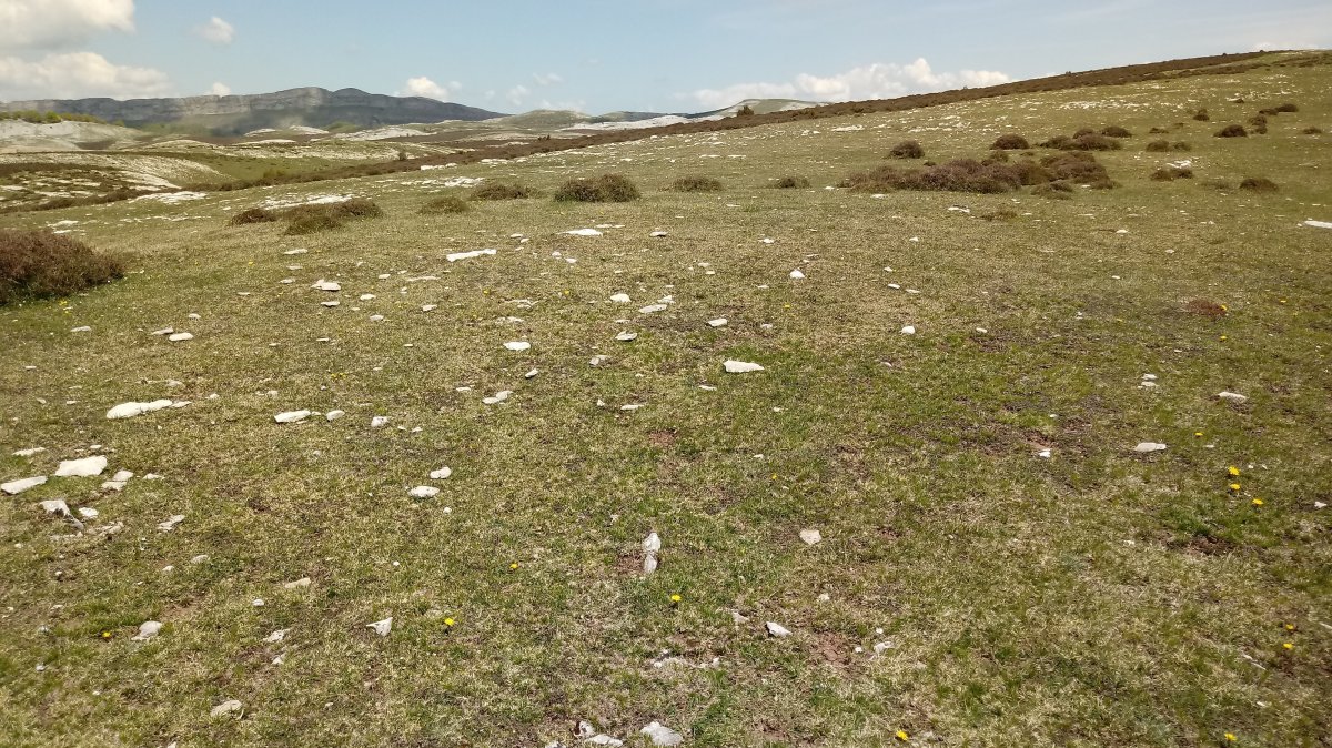 Beorzulo tumuloa (2018)