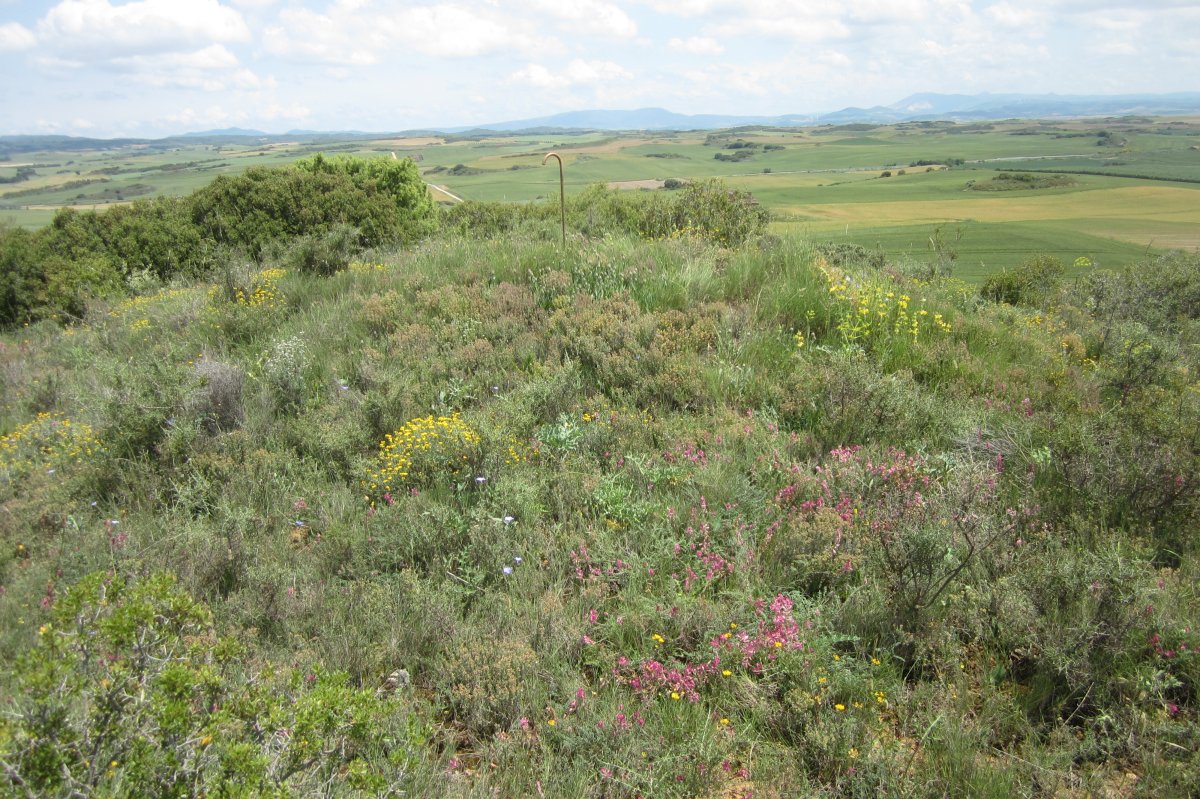 Túmulo Kortabairrieta  (Junio  2018)