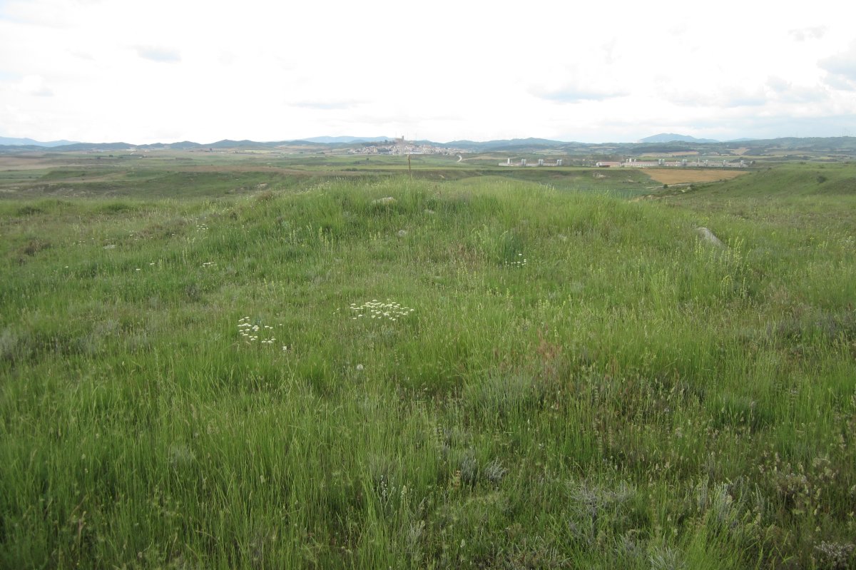 Túmulo Genzelaia 4 (Junio 2018)