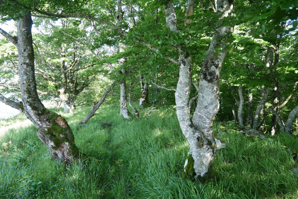 Irumuga tontorraren inguruko pasartea