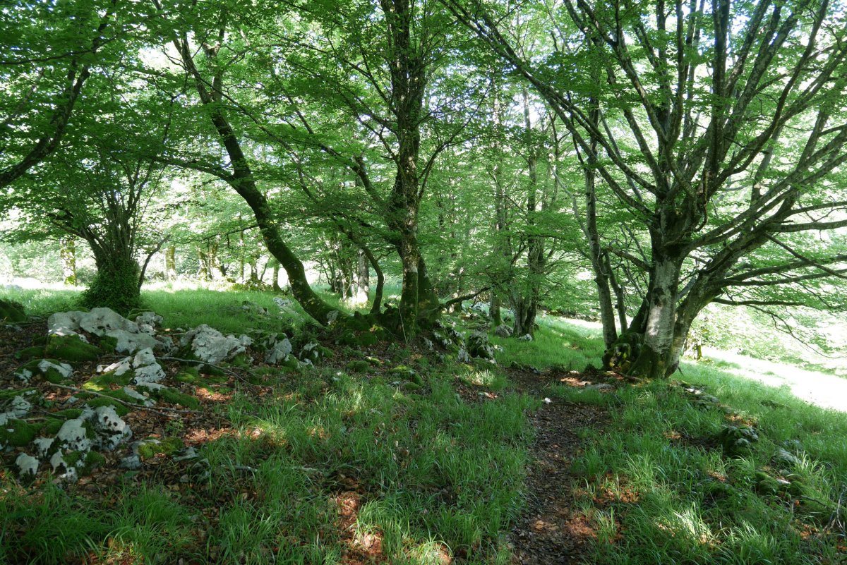 Irumugako Mendebaldeko bizkarreko bidezidorra