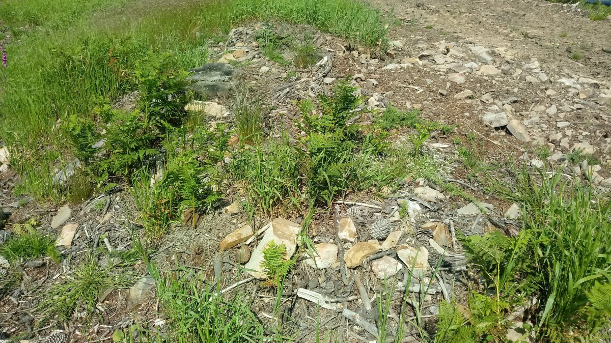 Egipe tumuloa (2018)