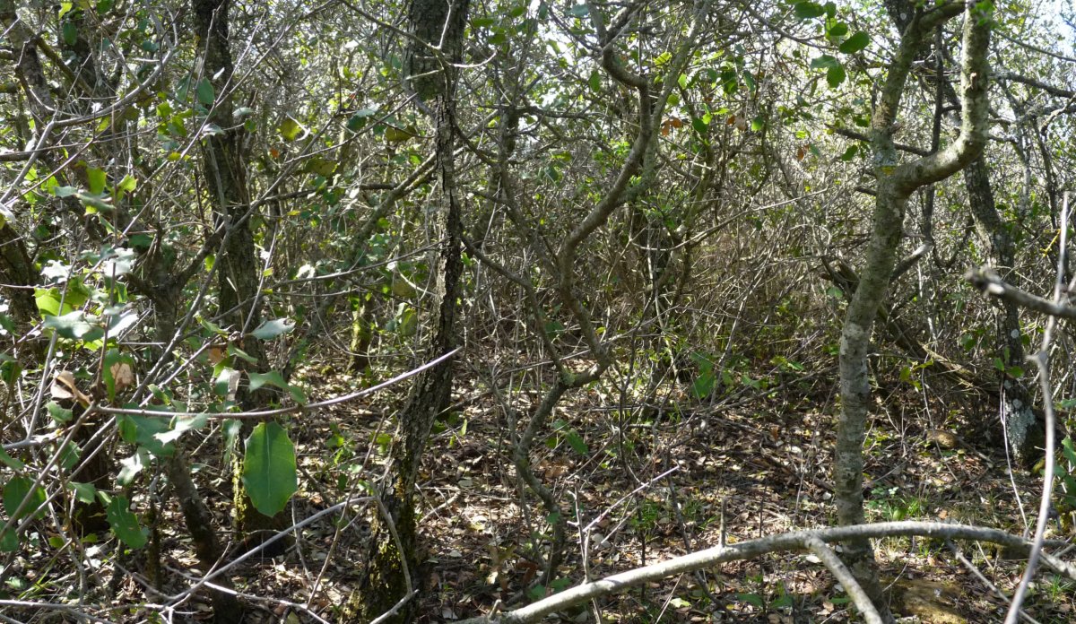 Txapardiko gailur itxia