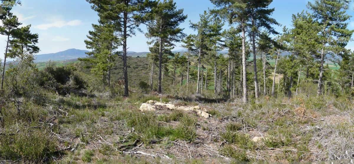 Burumendiko gailurra