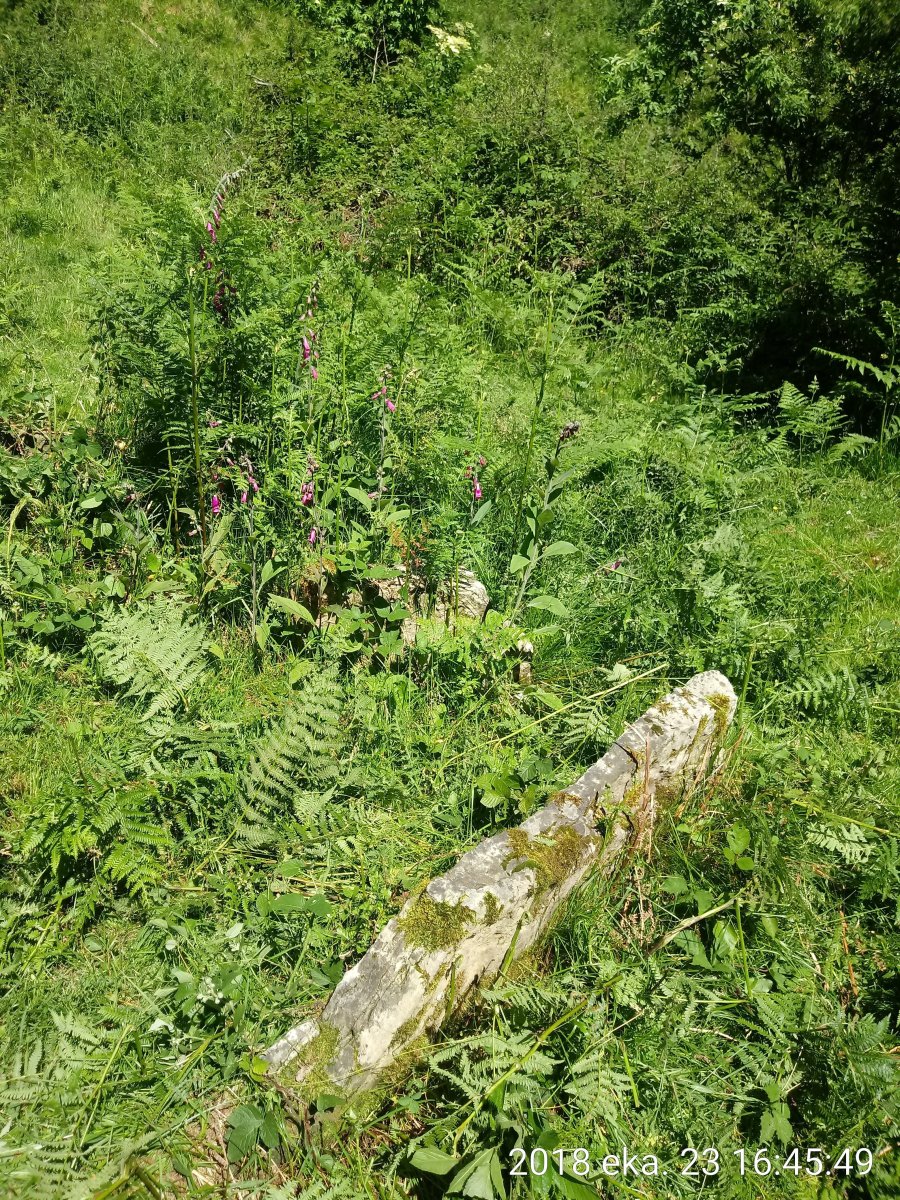 Asundegi triikuharria (2018)