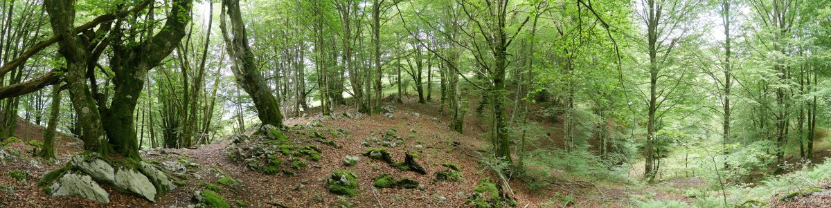 Mergeluko IMko lepoa