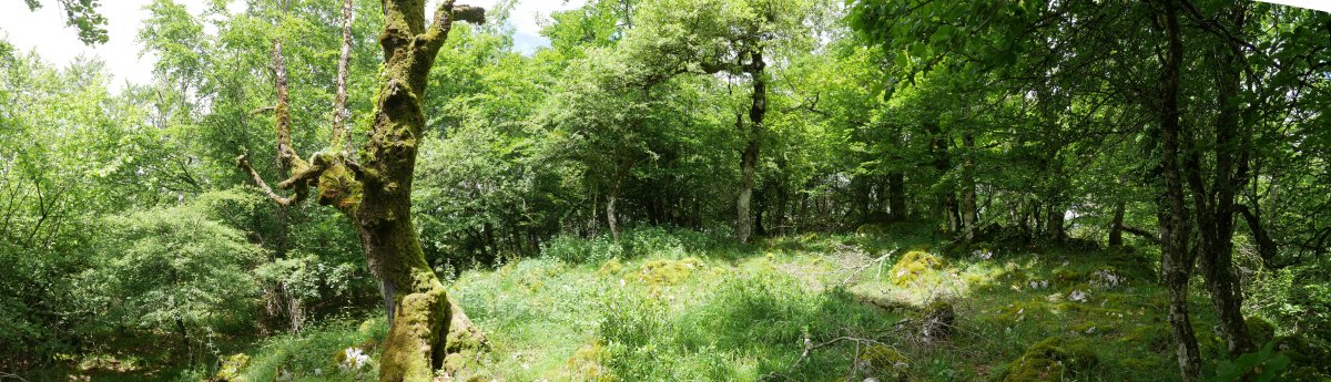 Tontorraren inguruko soilune bat