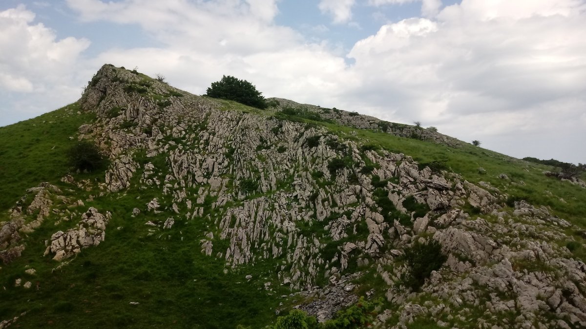 Leizehaundia, gandorra