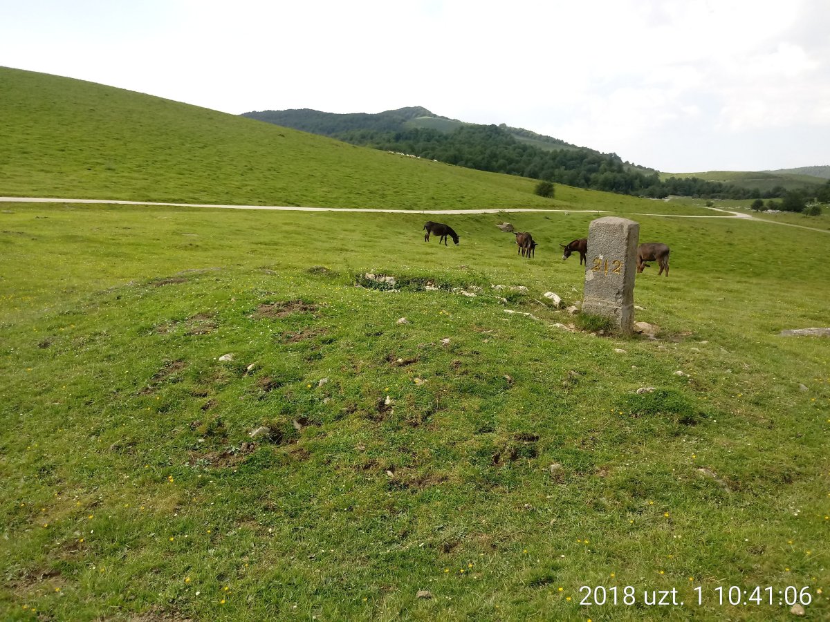 Organbide trikuharria 2