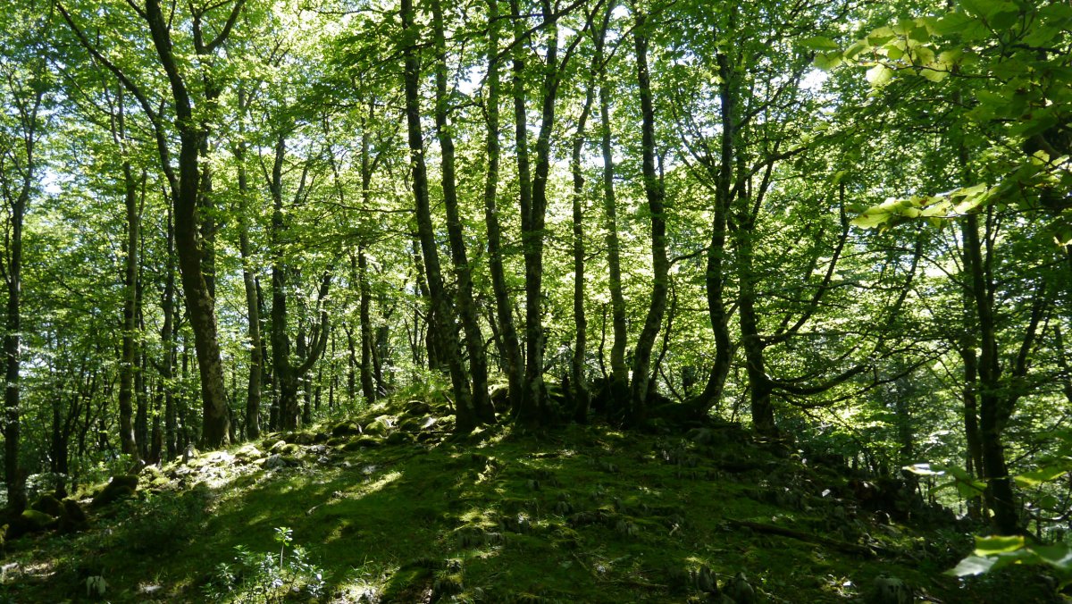 Iertzaundi/Irupagoeta tontorra