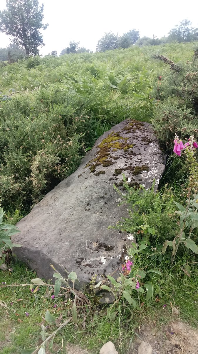 Nabarbide zutarria (2018)