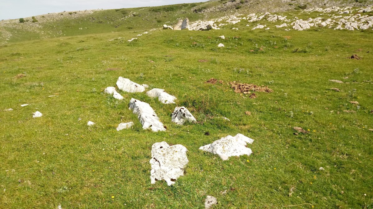 Uelogoena II H. trikuharria 3