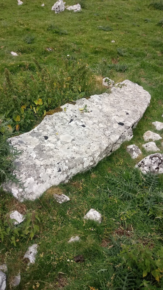 Arbelar zutarria (2018)