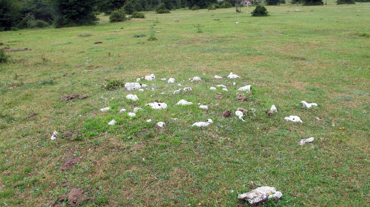 Legaire 2 tumulua, Entzia