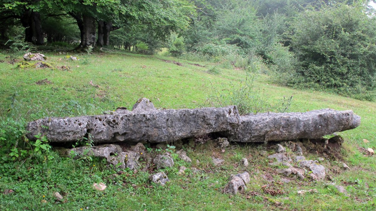 Lekuona zutarria, Entzia