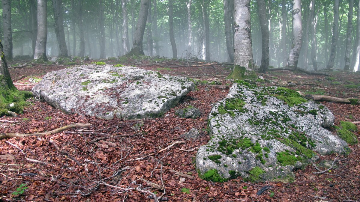 Baio 1-2 zutarria, Entzia