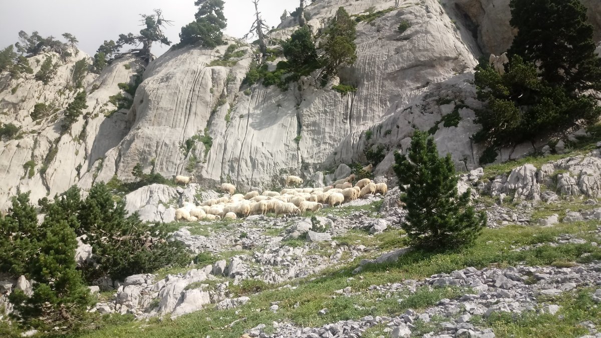 Artaldea Anaie Lepoa inguruan