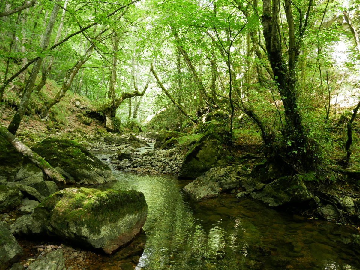 Saúl erreka urjauzitik behera