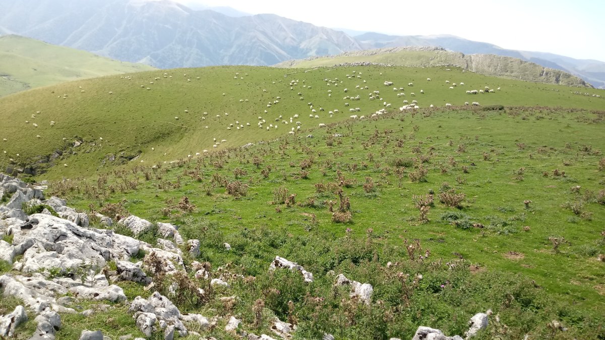 Hauzkoa (1268m) artaldea gaineko zelaian, atzean Behorlegi mendia