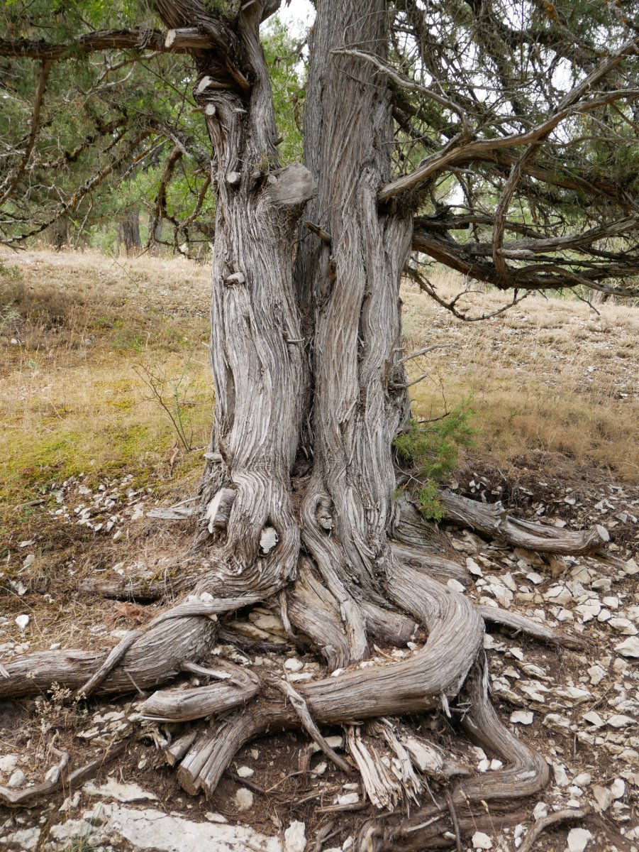 Sabina, oso ugaria eta ospetsua eskualdean.