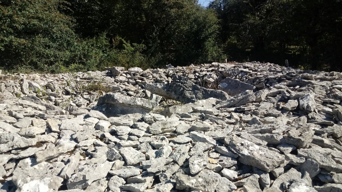 Armorkora Txikia trikuharria 5