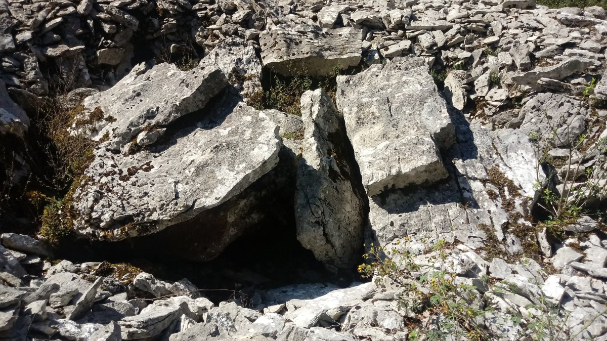 Armorkora Txikia trikuharria 4