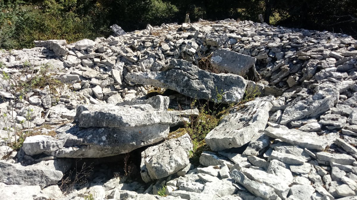 Armorkora Txikia trikuharria 2