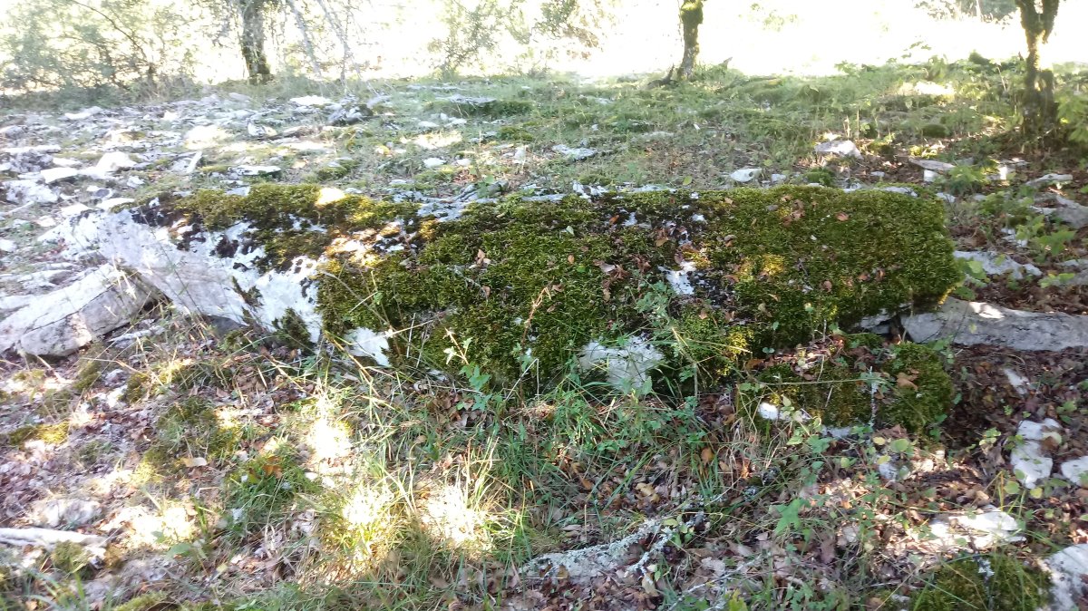 Armorkora zutarria (2018)