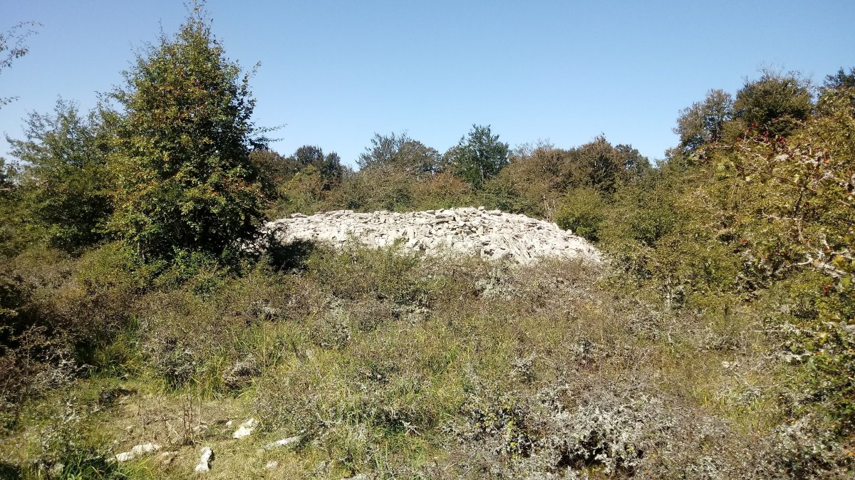 Armorkora Haundi trikuharria 5