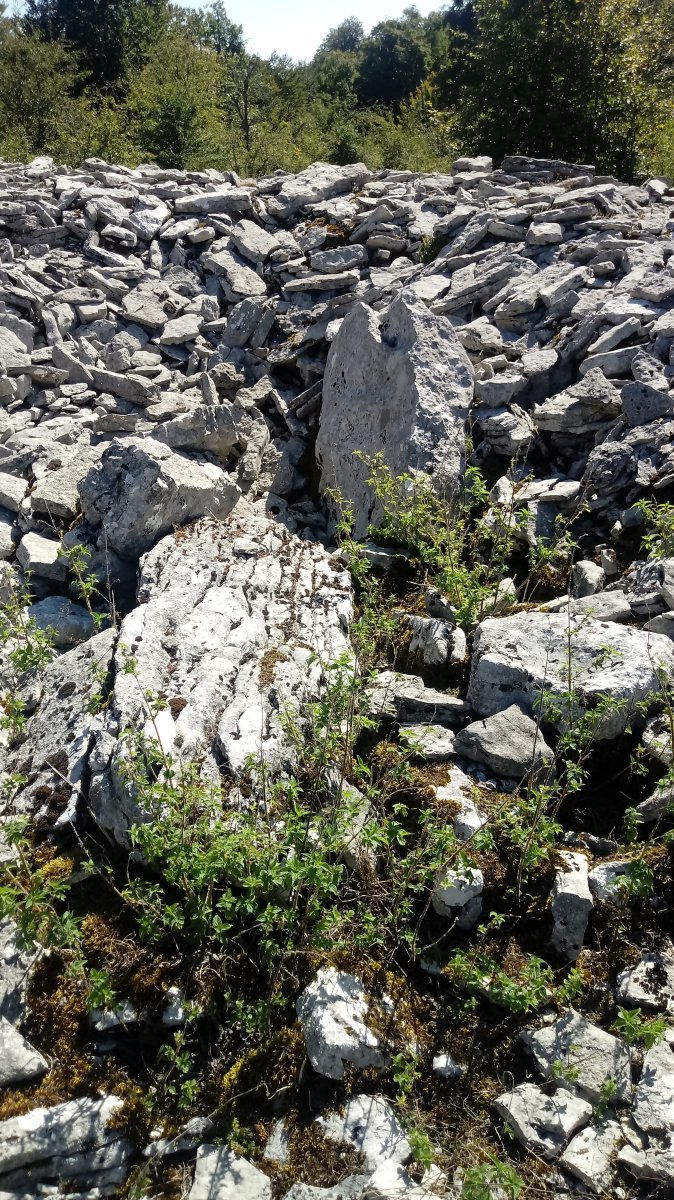 Armorkora Haundi trikuharria 3