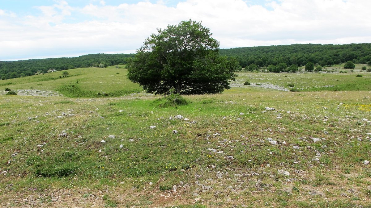 Bardoitza 6 tumulua, Urbasa