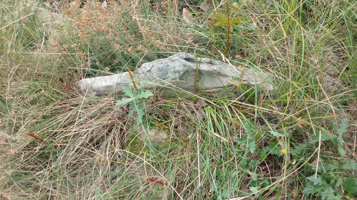 Garatama trikuharria 2