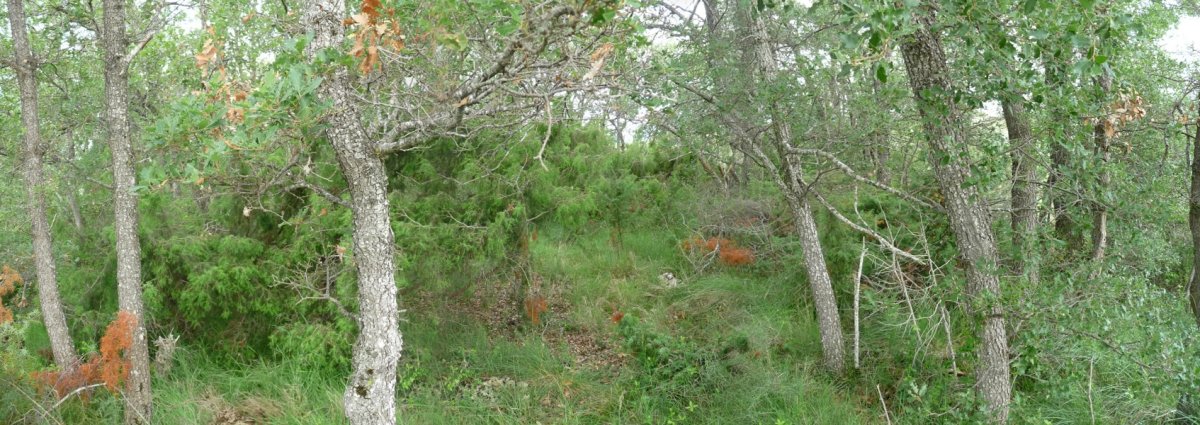 Etxarren gaina (732m) 