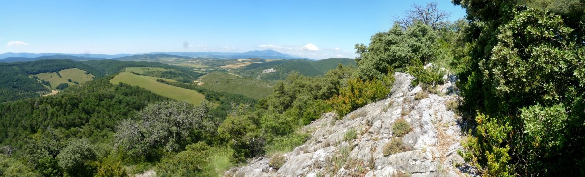 Amalazokiko gailur harritsua