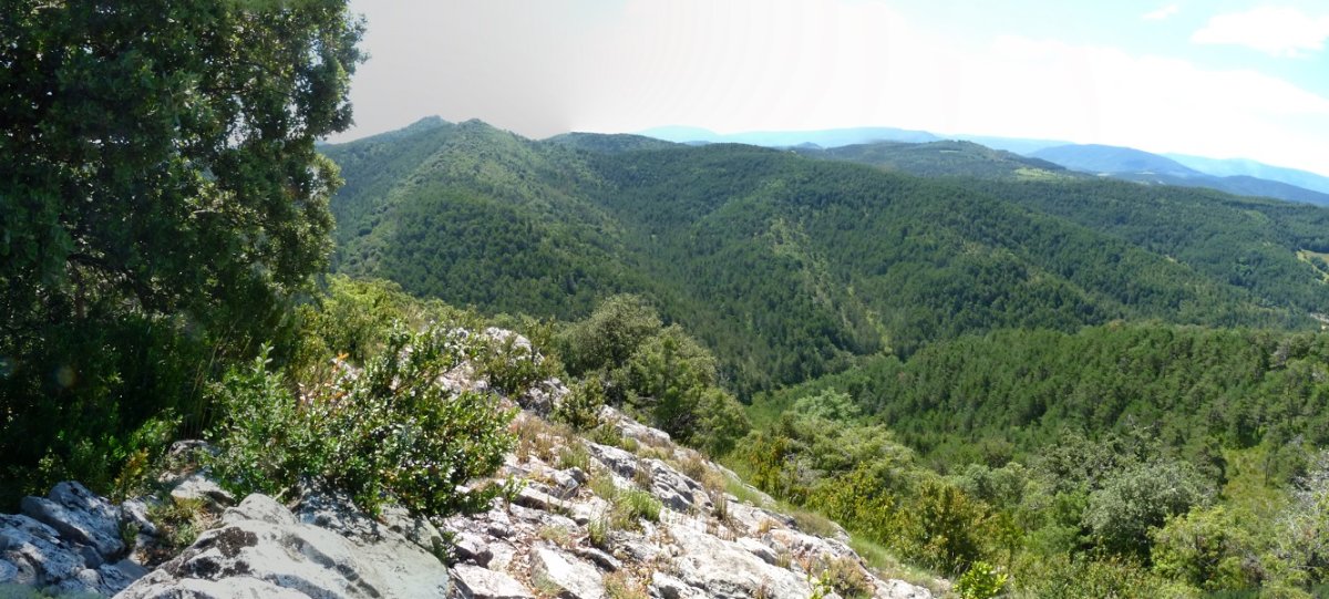 Amalazokiko gandor harritsua