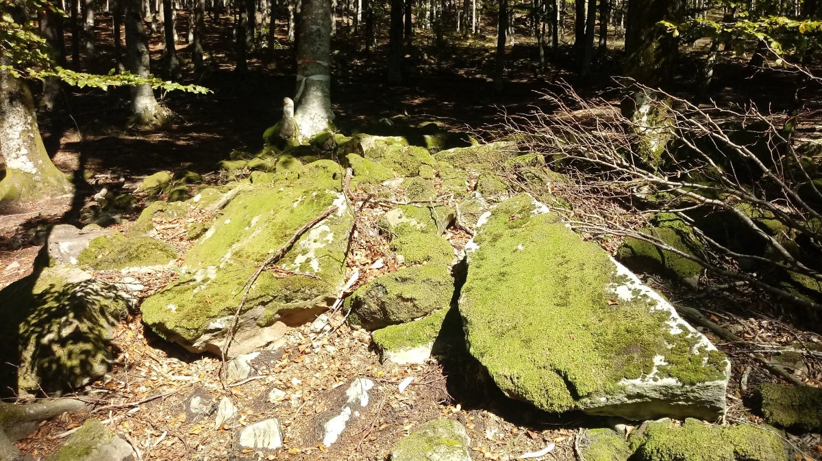 Aginaran Txulo trikuharria 2