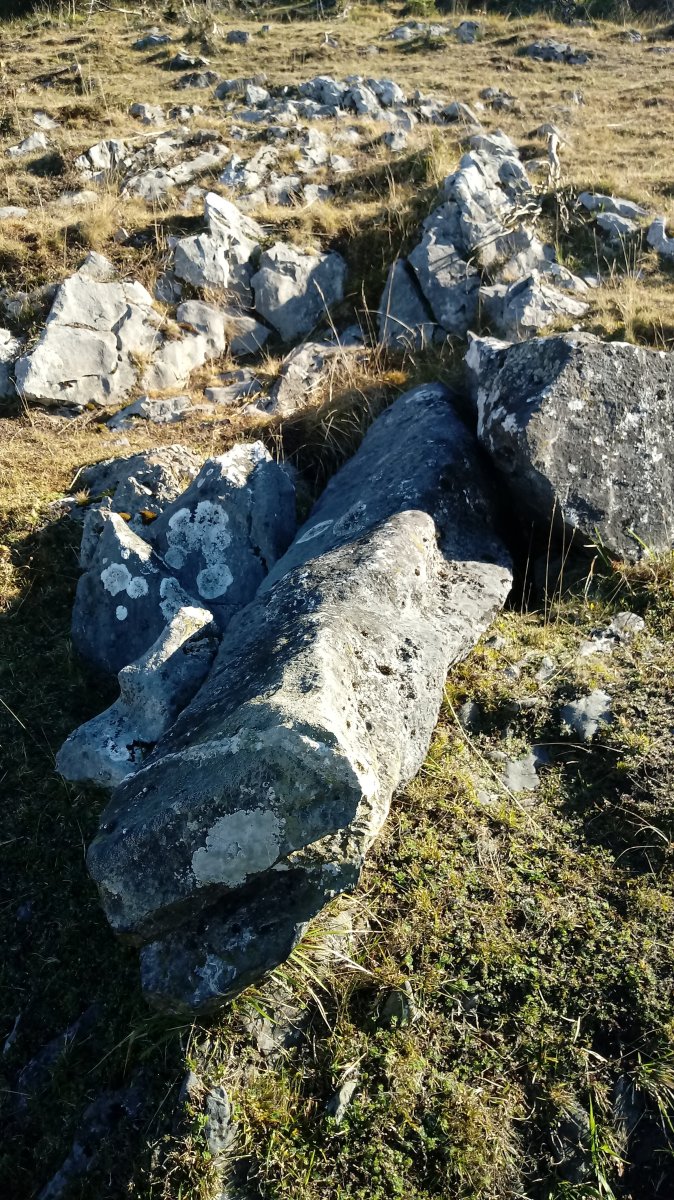 Belarzinketa zutarria 3