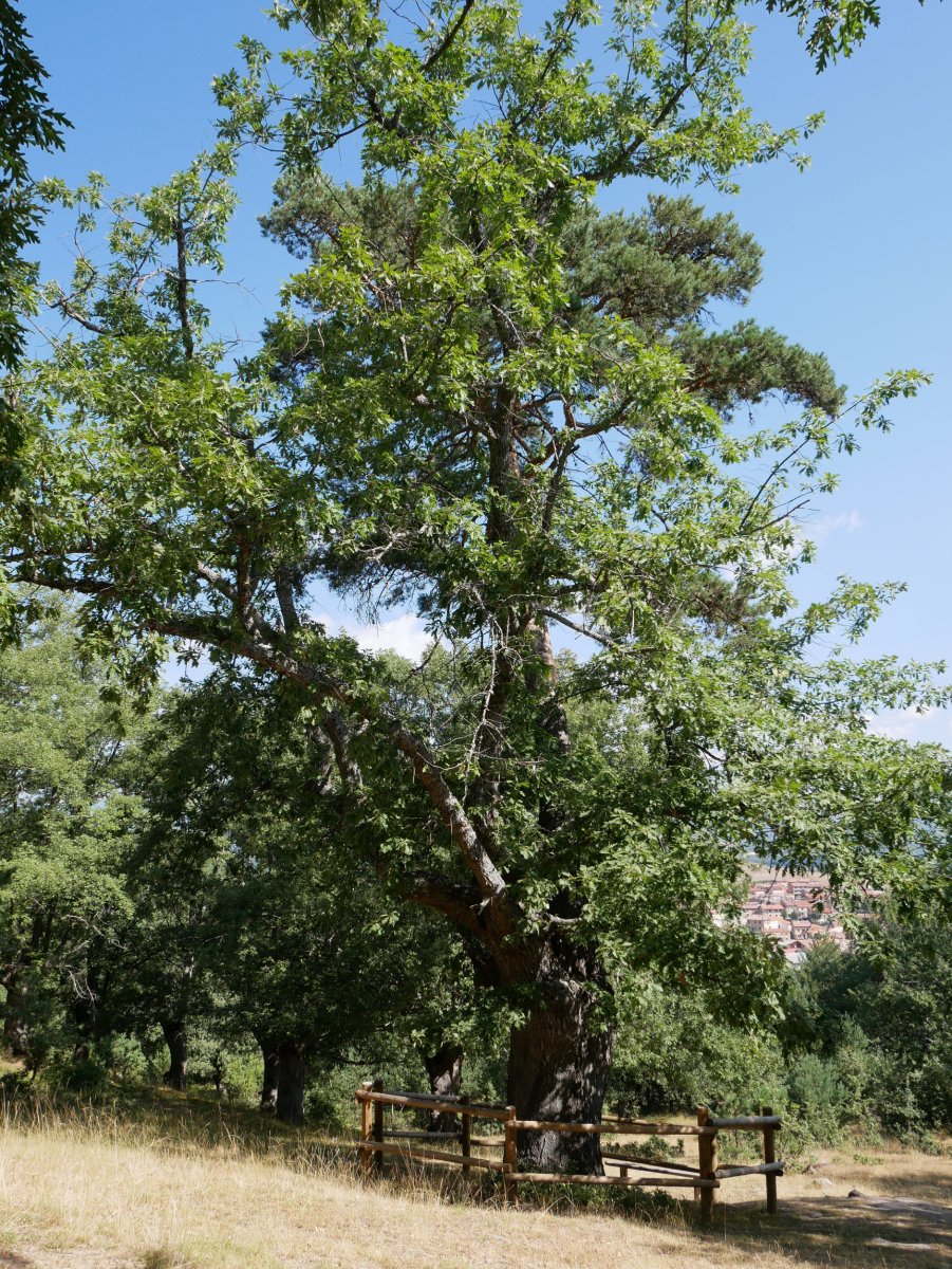 Pinoroble, Canicosa de la Sierra