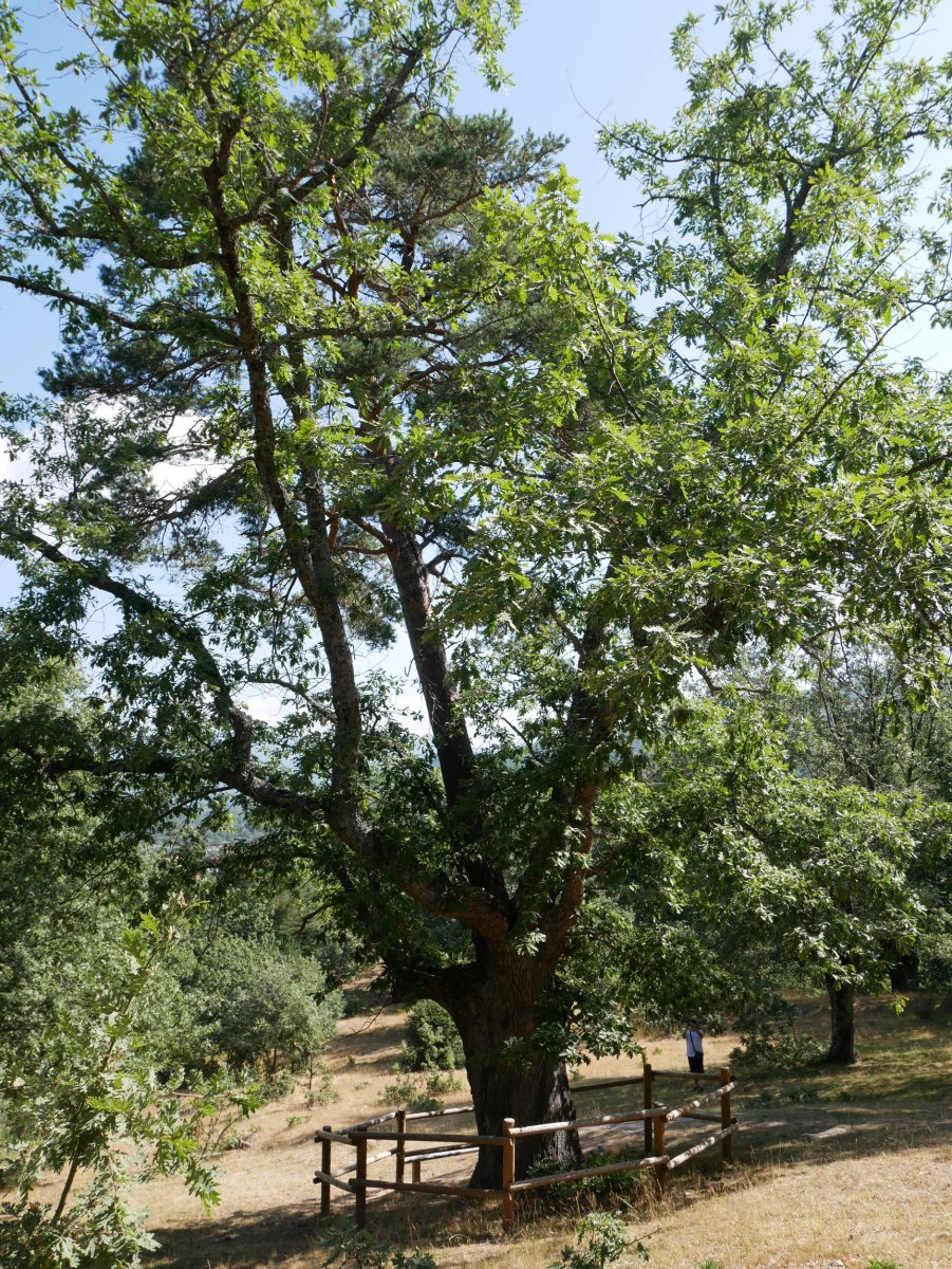 Pinoroble, Canicosa de la Sierra