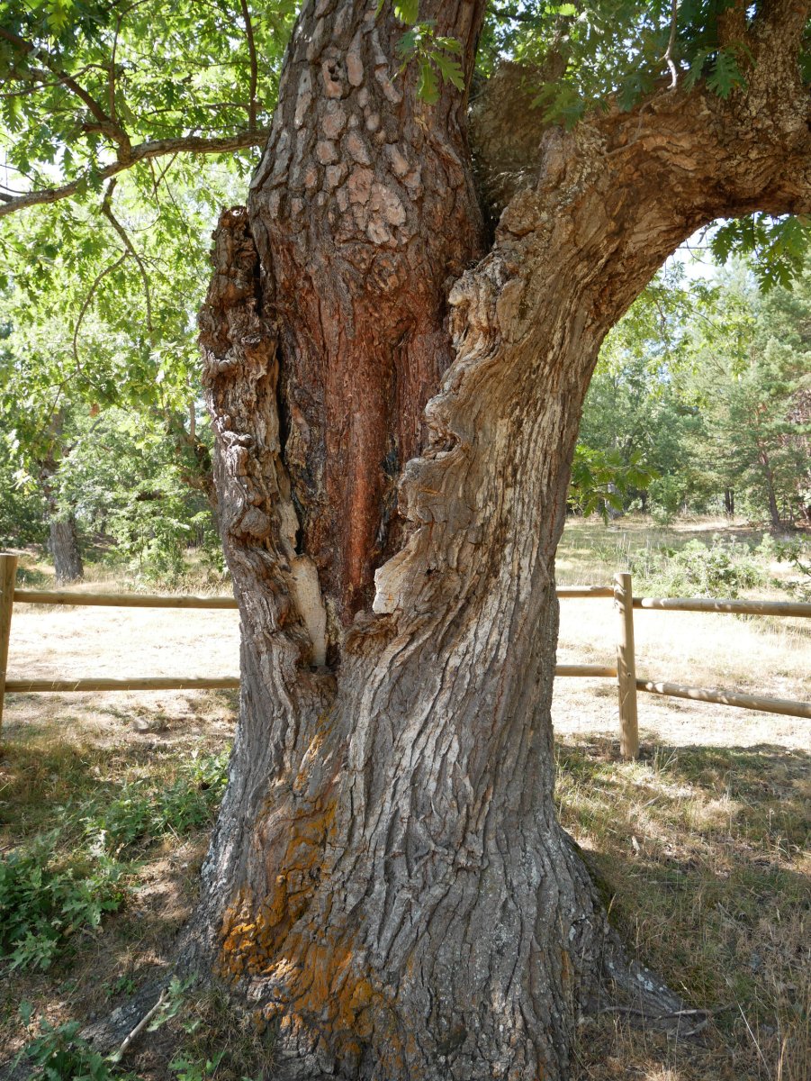Pinoroble, Canicosa de la Sierra