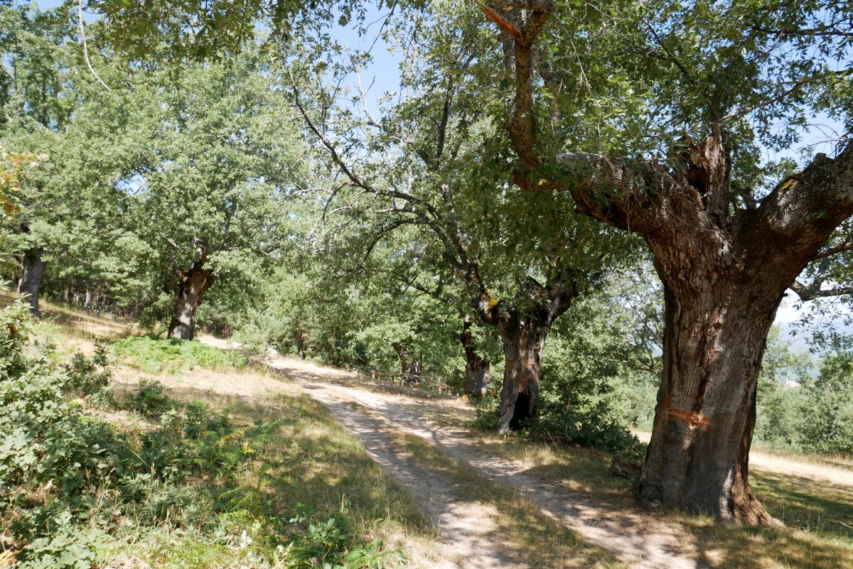 Pinoroblerako bidea, Canicosa de la Sierra