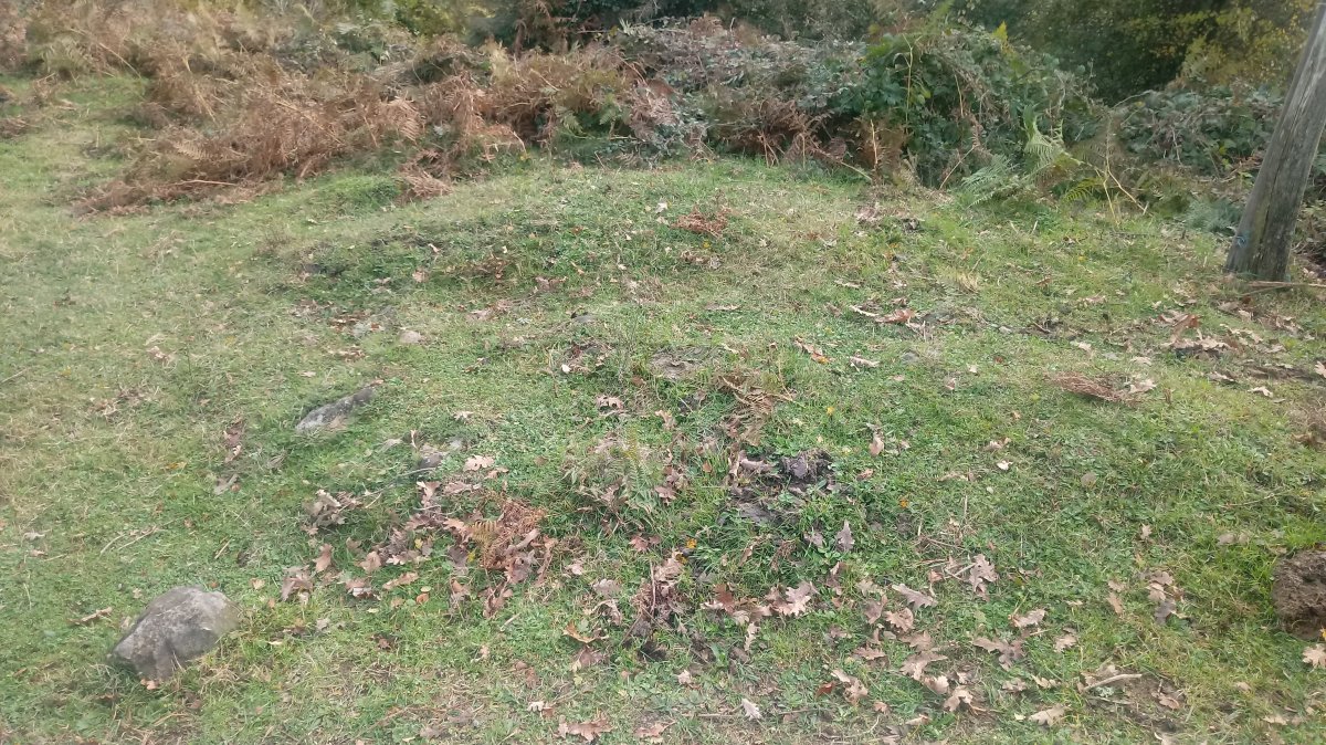 Arrazpi trikuharria 1