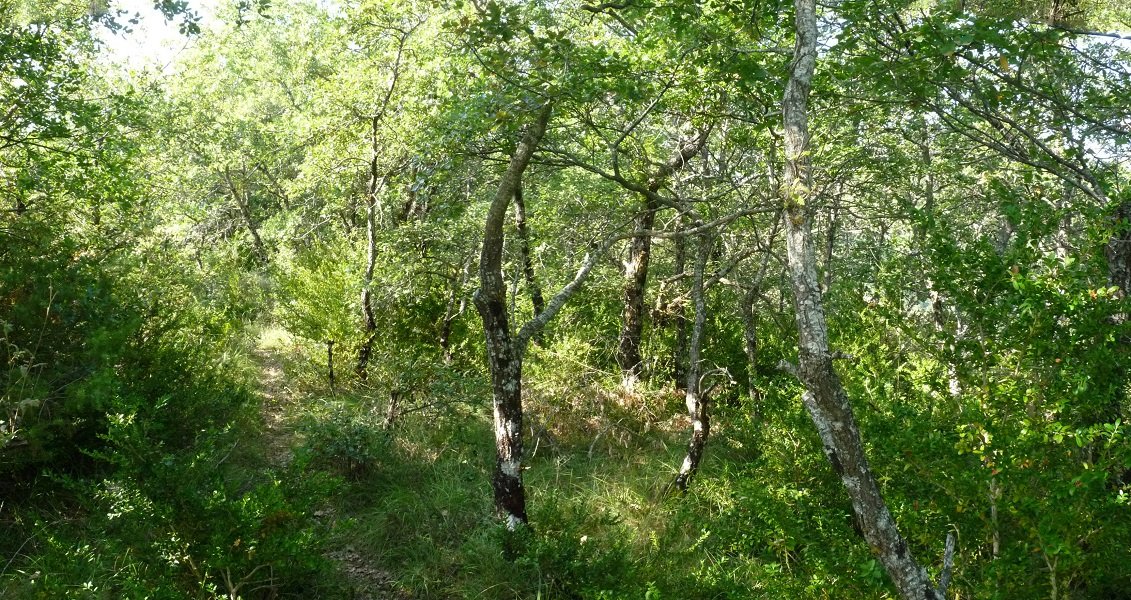 Bidexka basoan, gailurretik hurbil