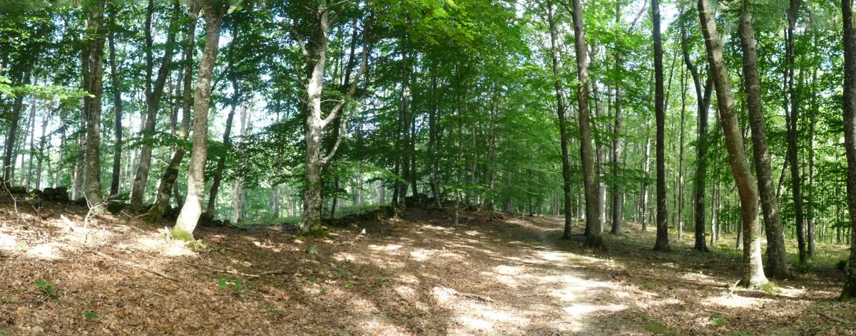 Bidea pagadi garbian barrena