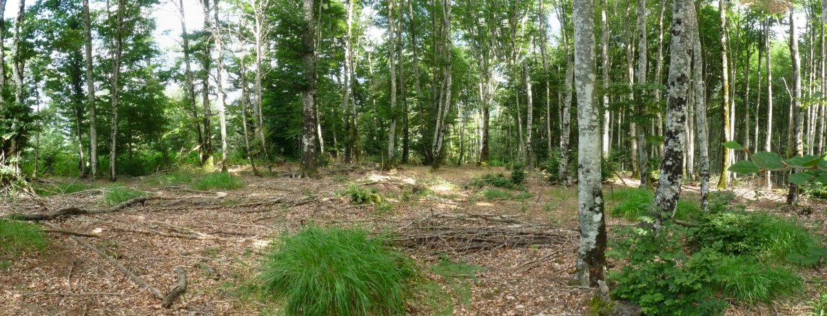 Oihanberriko gailurra