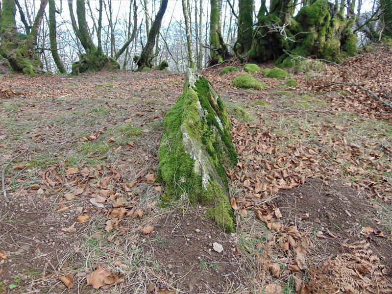 Frantsesbaso Trikuharria