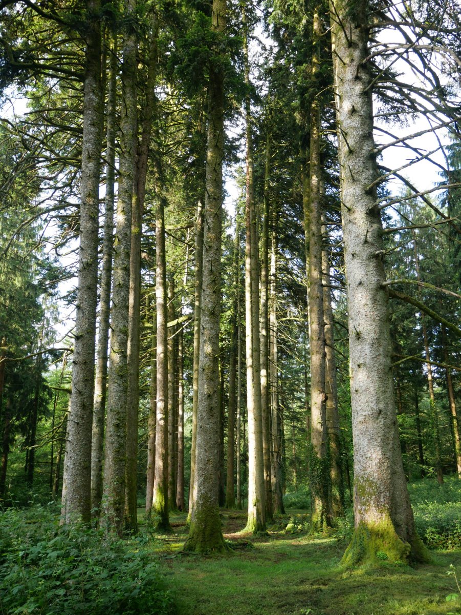 Leitzalarreako izeiak